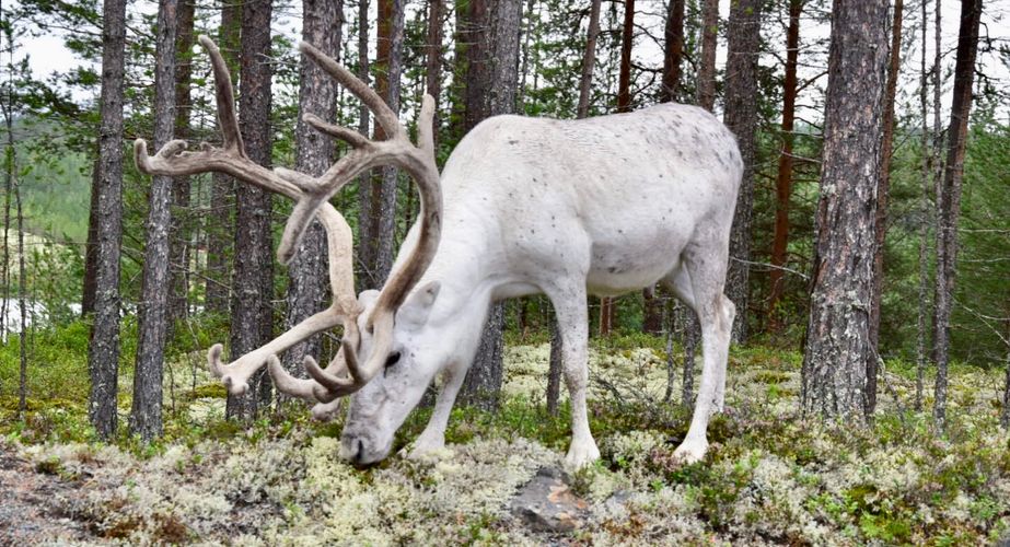 Dieren in Noorwegen en Zweden